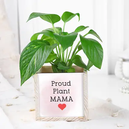 Desktop Money Plant Gift Set-picture-41