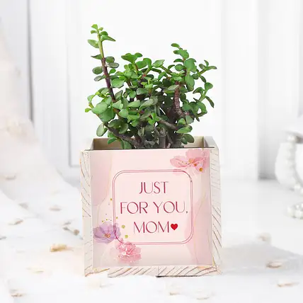 Jade Plant Table Top For Mom-picture-44