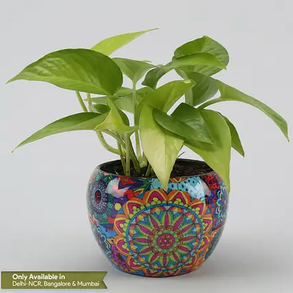 Money Plant In Colourful Rajwada Printed Pot Hand Delivery-picture-33