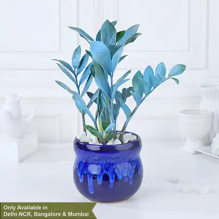 lavender plant delivery Potted Lavender Plant – Grace and Joy Company