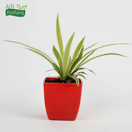 Spider Plant in Imported Plastic Red Pot-picture-12
