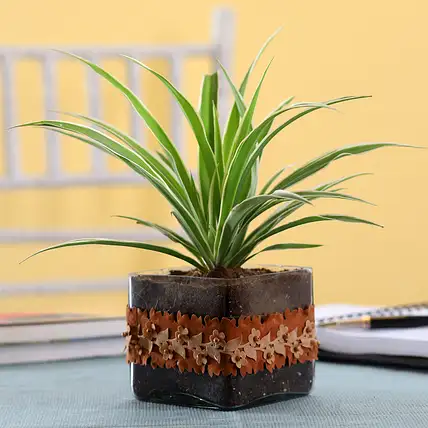 Spider Plant in Square Glass Pot with Flower Lace-picture-24