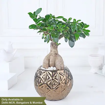 Buy Bonsai Plants Online at Best Price in India | FNP