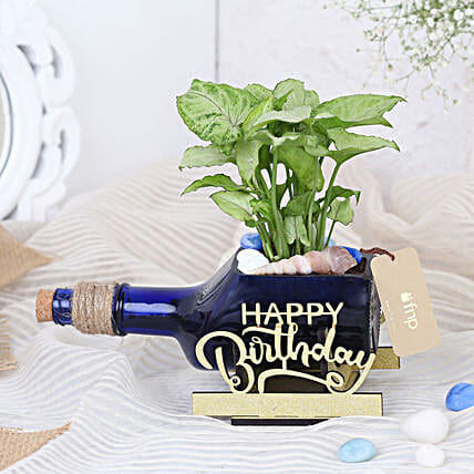 Syngonium Plant In Birthday Antiquity Bottle Planters