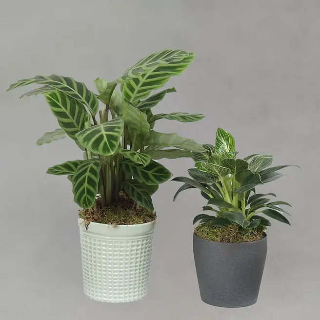 artificial indoor palm trees plants 10 ft UV Protected Artificial Large Palm Tree in Pot, Faux Plant for I   DR.Planzen