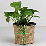 Money Plant Pot   for Valentine