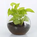 Online Money Plant