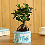 Ficus Ginseng Bonsai In Sea House Planter Hand Delivery