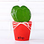 Love Plant aka Hoya plant arrangement in a red plastic vase wrapped with white raffia