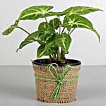 Indoor plant Online for Friend