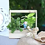 Syngonium N Jade Plant Handle Basket Terrarium