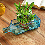 Lucky Bamboo Bombay Blue Sapphire Bottle Planter