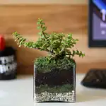 plant in glass vase