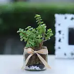 Jade Plant With Mason Jar Terrarium