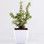 Beautiful Jade Plant in White Plastic Pots