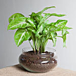 Classical Syngonium Golden Plant Terrarium