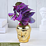 Purple Money Plant Oasis