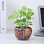 Syngonium Blissful Palette