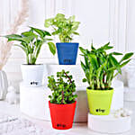 Bamboo Jade Syngonium Money Plant Set