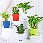 Grand 5 House Plant Set