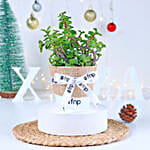 Jade Plant Winter Love Pot