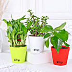 Money Bamboo Jade Plant Set