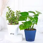 Order Plant Set Online