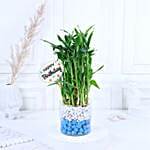 Birthday Bamboo Bliss Duo