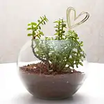 Jade Serenade Love