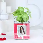 Syngonium Oasis For Your Valentine