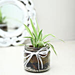 Mason Jar Spider Plant Terrarium