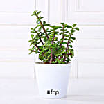 White Pot Jade Plant Gift