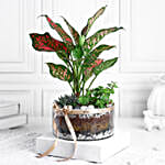 Jade Aglaonema N Haworthia Trio