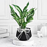 Timeless Green Aglaonema Charm
