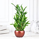 Lucky Bamboo Trio P
