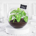 Birthday Special Syngonium Plants