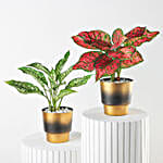 Aglaonema Perfect Duo Plant Set