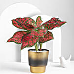 Scarlet Aglaonema Plant