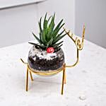 Glass Bowl Succulent Terrarium