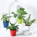 Combo of 4 Indoor Plants Online