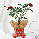 Red rose plant wrapped in natural jute and white raffia