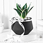 Sansevieria Plant In Black Charm Pot