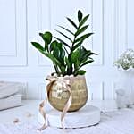 Zamia Plant In Gold Touch Round Pot