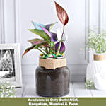 Colour Pop Money Plant Duo