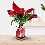 Kokedama Style Pink Aglaonema Plant Gift