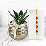 Rudraksh Rakhi with Sansevieria