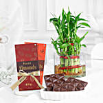 Lucky Bamboo N Chocolate Delight
