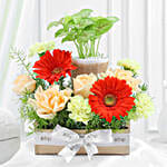 Elegant Blooms N Syngonium Gift