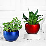 Green Jade n Sansevieria Duo in Metal Pots