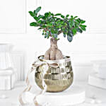 Eternal Green Ficus Bonsai